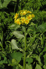 Jacobaea
