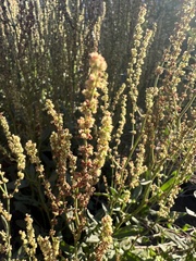 Rumex acetosella
