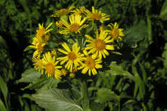 Jacobaea