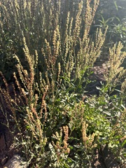 Rumex acetosella