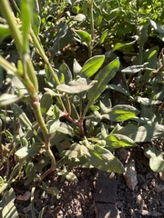 Rumex acetosella