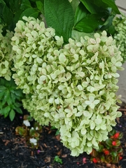 Hydrangea