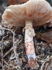 Amanita amerirubescens