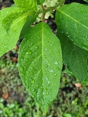 Hydrangea