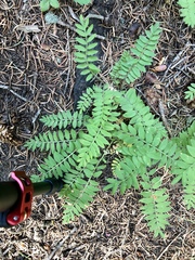 Polemonium pulcherrimum delicatum