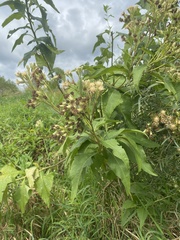 Hasteola suaveolens