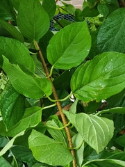 Hydrangea