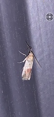 Chararica hystriculella