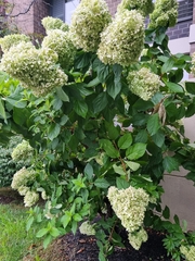 Hydrangea