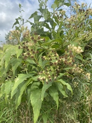Hasteola suaveolens