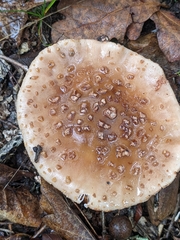 Amanita amerirubescens