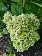 Hydrangea