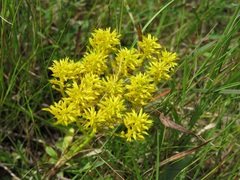 Polygala ramosa