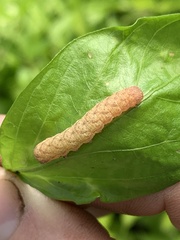 Noctuinae