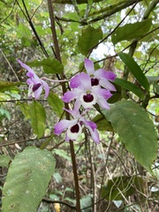 Dendrobium nobile