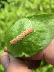 Noctuinae