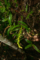 Epidendrum rigidum