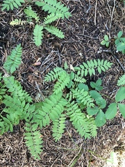 Polemonium pulcherrimum delicatum