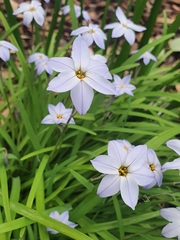Ipheion uniflorum