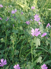 Malva sylvestris sylvestris