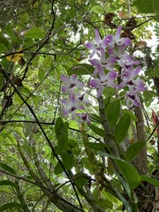 Dendrobium nobile