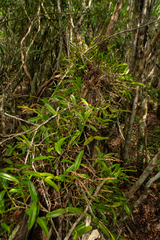 Epidendrum rigidum