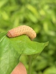 Noctuinae