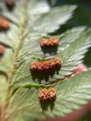 Polystichum munitum