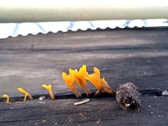 Dacrymyces spathularia