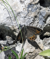 Lasiommata petropolitana
