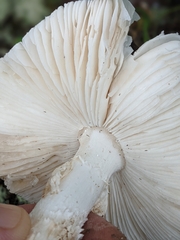 Amanita amerirubescens