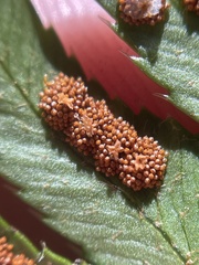 Polystichum munitum