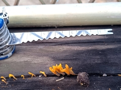 Dacrymyces spathularia