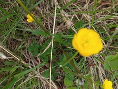 Ranunculus bulbosus