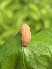 Noctuinae