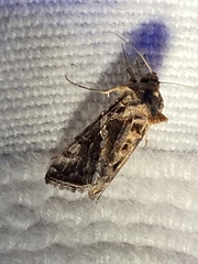 Chrysodeixis