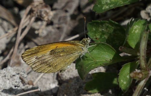 Dainty Sulphur photo 6