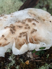 Amanita amerirubescens