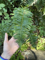 Polystichum munitum