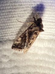 Chrysodeixis