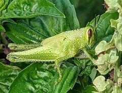 Schistocerca americana