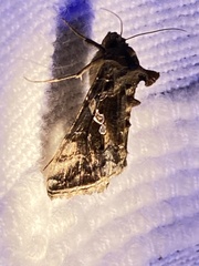 Chrysodeixis
