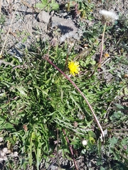 Taraxacum dissectum