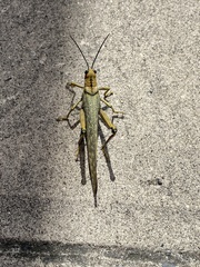 Tropidacris cristata