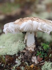 Amanita amerirubescens
