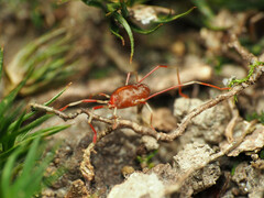 Trombidiformes