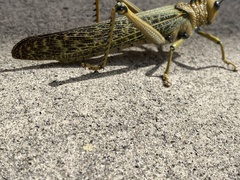 Tropidacris cristata