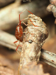 Trombidiformes