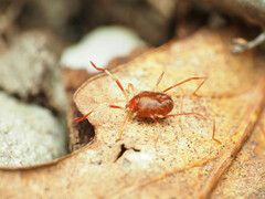 Trombidiformes