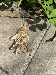 Tropidacris cristata